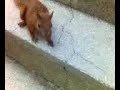 squirrel squirrel