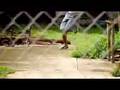 brisco-feat-lil-wayn