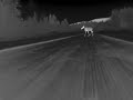 Night Driving - Moose Night Driving - Moose
