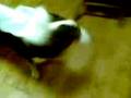 videos de Jackie Angel