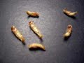 Meal Worm Pupa Morphing to Beetle