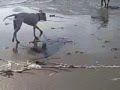 dogo argentino vs bullmastiff
