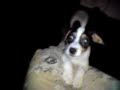 underlig hund fra skagen