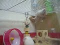 The great hamsters