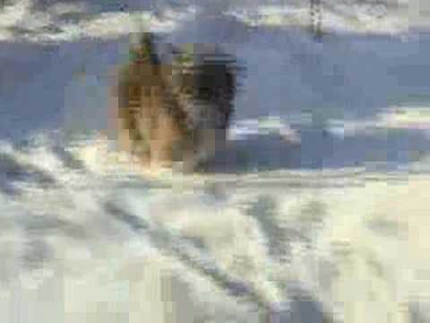 Lhasa Apso EL Minja's kennel