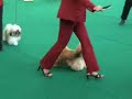 Lhasa   Apso  dogs