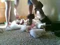 Shoes attack stuffed anmials Part 4 Shoes attack stuffed anmials Part 4