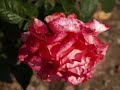 Jardín de rosas - Mónica