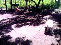 willias y l cochino 2.mp4 willias y l cochino 2.mp4