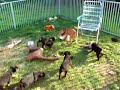 Rottweiler puppy