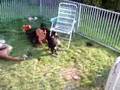 Rottweiler video