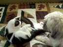 My Cat \"Patches\"