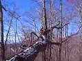 Graham, the tree-climbing dog...