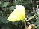 my first nightcandle video was taken in 2002. so it was time to reshoot it with a modern digital camera. so i went to my garden and not only filmed the blossoming bush but a bee wrestle too. music by nigel westlake. 
no quickmotion - everything happens realtime.