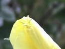 my first nightcandle video was taken in 2002. so it was time to reshoot it with a modern digital camera. so i went to my garden and not only filmed the blossoming bush but a bee wrestle too. music by nigel westlake. 
no quickmotion - everything happens realtime.