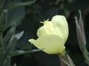 my first nightcandle video was taken in 2002. so it was time to reshoot it with a modern digital camera. so i went to my garden and not only filmed the blossoming bush but a bee wrestle too. music by nigel westlake. 
no quickmotion - everything happens realtime.