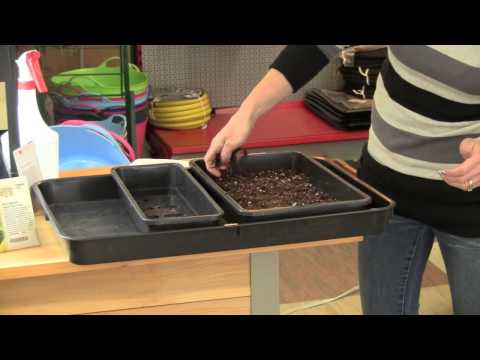how to grow microgreens