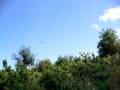 amazon parrot free flight - 2