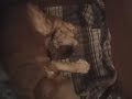 Chloe giving birth!