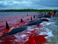 Dolphin & Whale Massacre in Europe Dolphin & Whale Massacre in Europe