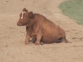 Twisted Animal Abuse at Pendleton Round-Up PRCA Rodeo