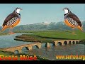 Ertuğrul Polat Muş Elleri