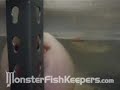 motoro-stingray-on-hikari-food-sticks-monsterfishkeeperscom.html