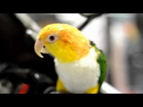 D90 Video (HD) - Stinkie the White Bellied Caique