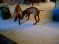 2 vizsla puppies chasing a laserlight.... funny stuff!!