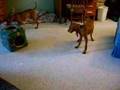 The Amazing Vizsla Puppies!!