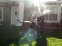 Rockwellbull Thor Rockwellbull Thor