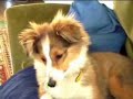 Lilly the Shetland Sheepdog Sheltie Puppy