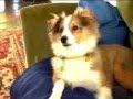 Lilly-the-Shetland-S