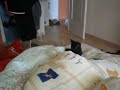 klara koddog sokotół sarnohien klara koddog sokotół sarnohien