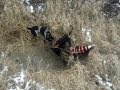 Coyote Anihalation