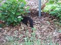 Peter (the cat) prowlin\