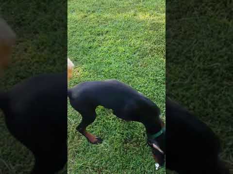 Ti of Hermit Acres Playing with a bone