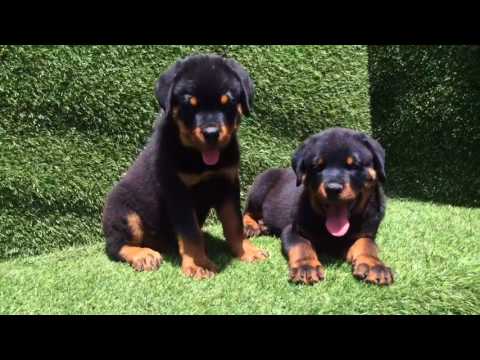 AKC Male Rottweiler Puppies