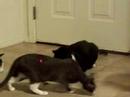 catz catz