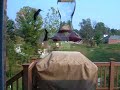 Hummingbird feeding frenzy!!! Hummingbird feeding frenzy!!!