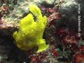 Diving Indonesia - Flying Frogfish