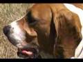 Basset Hound video
