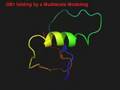 Protein folding simulation, from denatured to native state.