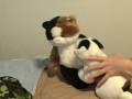 videos de Animals Dancing and 