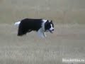 National Sheepdog Finals in Black Hills
