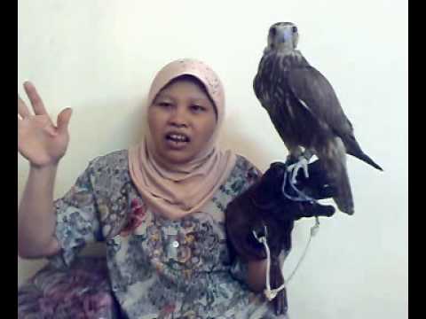 شغاله