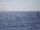 Ballenas en el barco en Maui