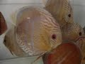 Caiamb� red spotted Discus