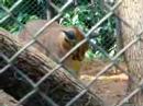Caracals_2