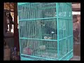 Pasar Ngasem - the bird market  (Indonesia)